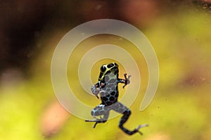 Iridescent variable poison dart frog Ranitomeya variabilis