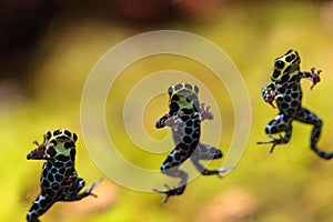 Iridescent variable poison dart frog Ranitomeya variabilis