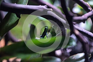 Iridescent variable poison dart frog Ranitomeya variabilis