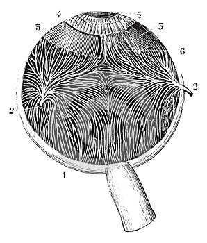 Iriennes and choroidal veins, vintage engraving