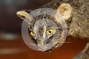 Iriomote wild cat