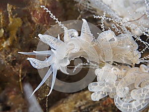 Iriomotense phyllodesmium