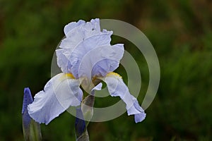 Irirs blooming at the summer green grass