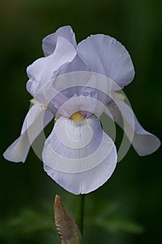 Irirs blooming at the summer green grass