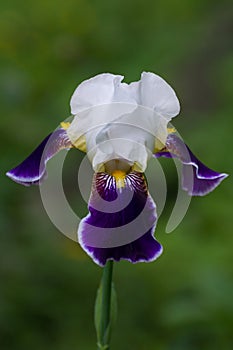 Irirs blooming at the summer green grass