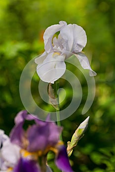 Irirs blooming at the summer green grass