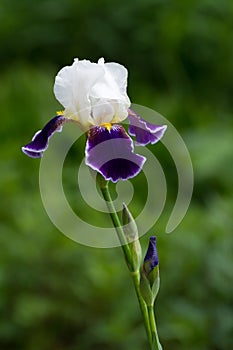 Irirs blooming at the summer green grass