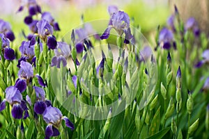 Irirs blooming at the summer green grass