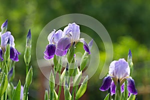 Irirs blooming at the summer green grass