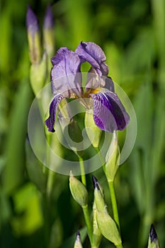 Irirs blooming at the summer green grass