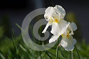 Irirs blooming at the summer green grass