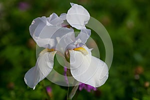 Irirs blooming at the summer green grass