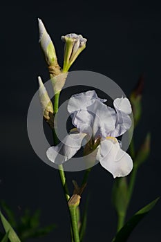 Irirs blooming at the summer green grass