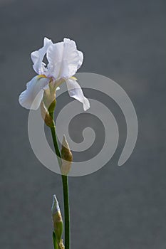 Irirs blooming at the summer green grass