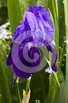 Iris