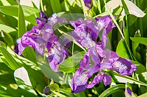 Iris