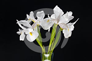 Iris Albicans or Cemetery Iris.  Iris Florentina is the flowering white variant of irises germanica nothovar on black background