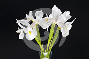 Iris Albicans or Cemetery Iris.  Iris Florentina is the flowering white variant of irises germanica nothovar on black background