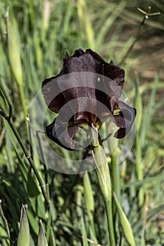 Iris Argaman dark purple Iris flowers close-up