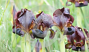 Iris atropurpurea, the coastal iris, in the Oncocyclus section