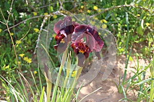 The Iris atropurpurea flower