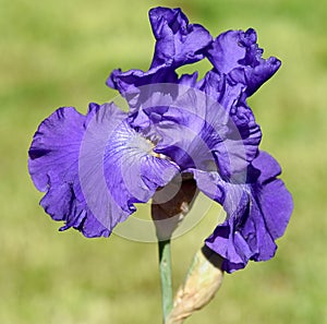 Iris Barbata-Elatior Blue Rhythm