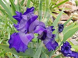 Iris Barbata-Elatior Blue Rhythm