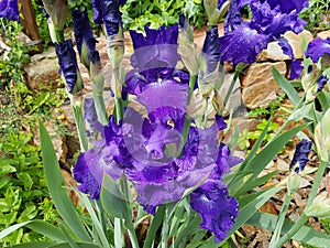 Iris Barbata-Elatior Blue Rhythm