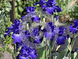Iris Barbata-Elatior, Blue Rhythm