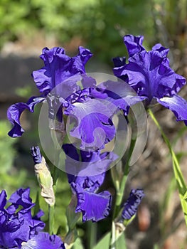 Iris Barbata-Elatior, Blue Rhythm