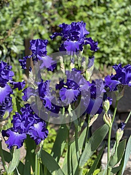 Iris Barbata-Elatior, Blue Rhythm