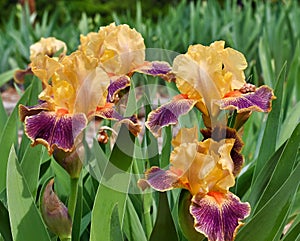 Iris, Bearded, Decadence, Yellow and Purple color