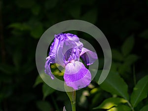 Iris bearded, flowers of purple iris in the garden, bearded irises wonderful flower, flower irises.
