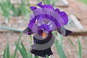 Iris, Bearded, Romantic Evening, Purple and Burgundy