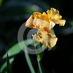   hermoso a naranja floreciente en la primavera jardín 