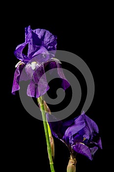 Iris on Black