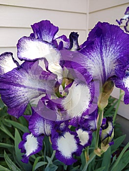 Iris bloom cluster