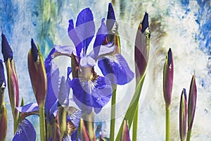 Iris In Bloom