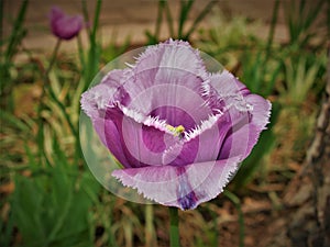 Iris Blooming at Albuquerque BioPark Botanic Garden