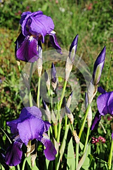 Iris blossoming spring