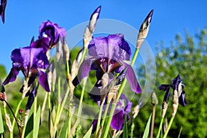 Iris blossoming spring