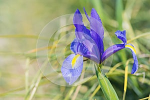 Iris Blue magic