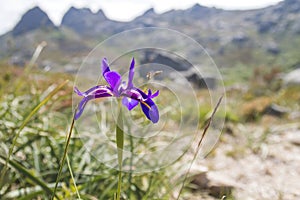 Iris boissieri `lirio do xures` in the mountains of Baixa Limia Ã¢â¬â Serra do XurÃÂ©s natural parkland photo