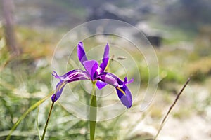 Iris boissieri, `lirio do Xures` purple wild flower photo