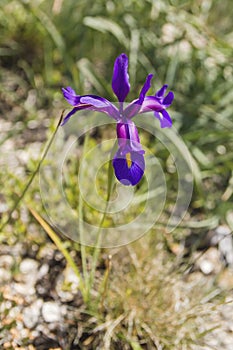 Iris boissieri purple flower blooming photo