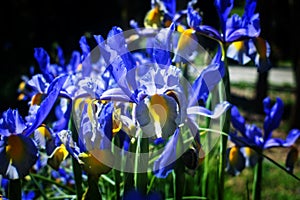 An Iris Bouquet