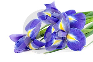 Iris bouquet