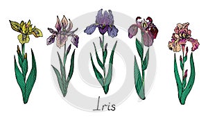 Iris bright purple, pink, yellow flowers collection, colorful vintage style drawing with inscription