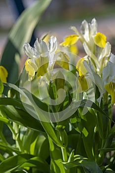 Iris bucharica bukhara horned flower in bloom, small alpine yellowish white flowering springtime plants