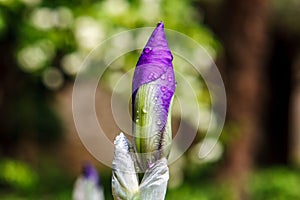 Iris bud in Monte San Bartolo. Pesaro, Marche, Italy.